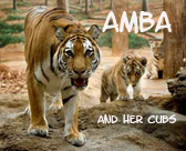 About Amba and her cubs